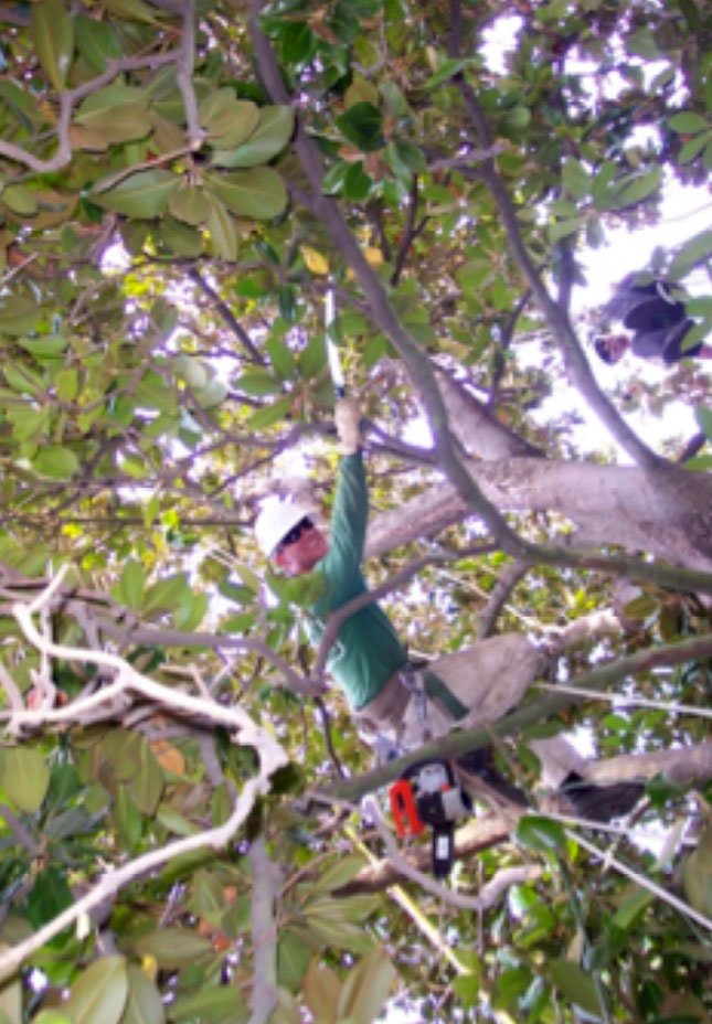 Patitucci Tree Trimming and Removal, Inc.