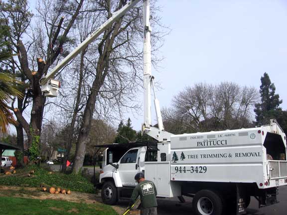 Tree trimming