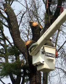 Tree trimming